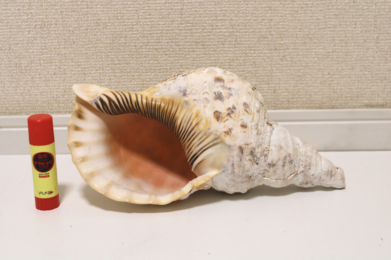 希少貝】「法螺貝 37cm 1.1kg ・36cm 1.2kg など5個セット」笛 希少貝】「法螺貝 37cm 1.1kg ・36cm 1.2kg など5個セット」笛