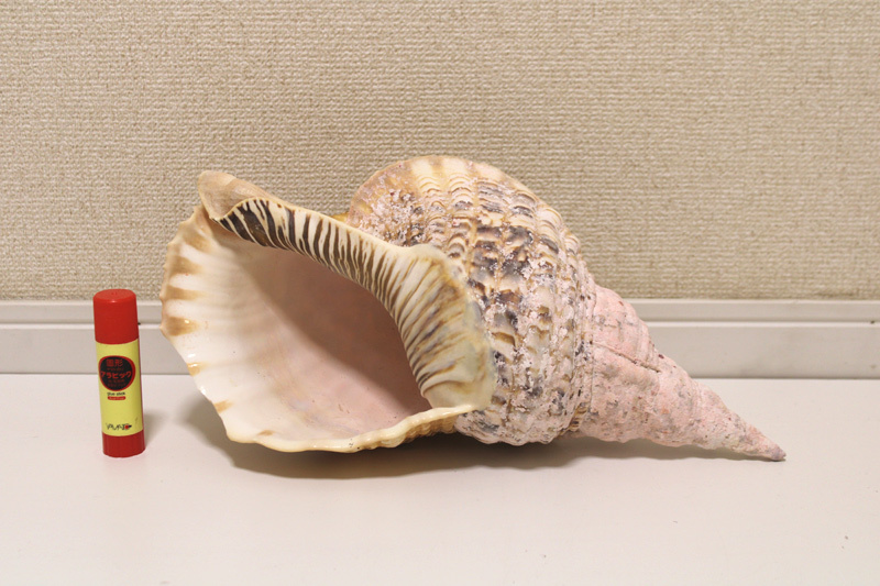 希少貝】「法螺貝 37cm 1.1kg ・36cm 1.2kg など5個セット」笛 希少貝】「法螺貝 37cm 1.1kg ・36cm 1.2kg など5個セット」笛