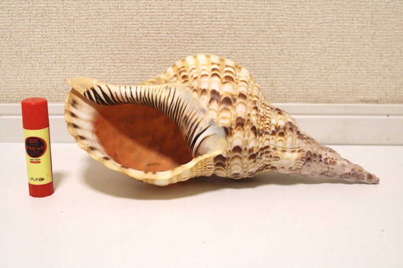 希少貝】「法螺貝 37cm 1.1kg ・36cm 1.2kg など5個セット」笛 希少貝】「法螺貝 37cm 1.1kg ・36cm 1.2kg など5個セット」笛