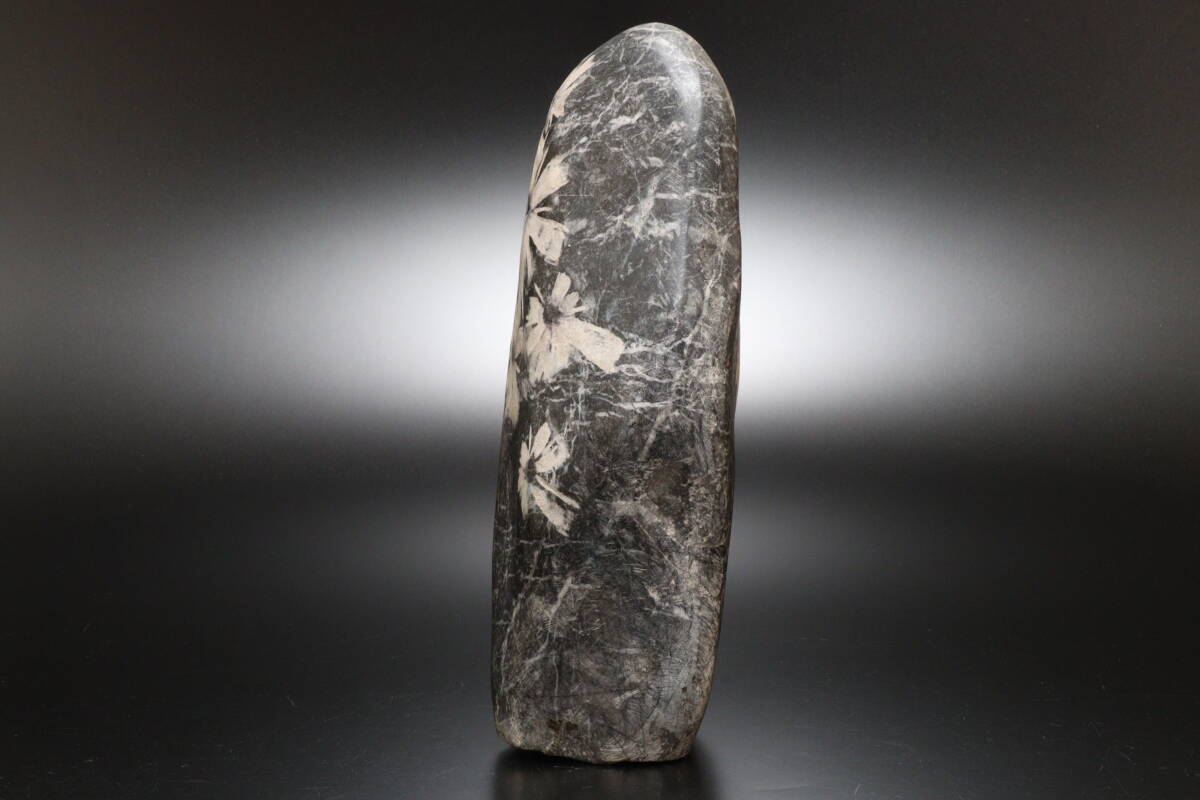 P 鑑賞石 観賞石 菊花石 高さ30.5cm 重量8.4kg(原石)|売買され P 鑑賞石 観賞石 菊花石 高さ30.5cm 重量8.4kg(原石)|売買され