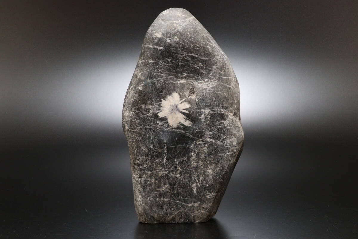 P 鑑賞石 観賞石 菊花石 高さ30.5cm 重量8.4kg(原石)|売買され P 鑑賞石 観賞石 菊花石 高さ30.5cm 重量8.4kg(原石)|売買され