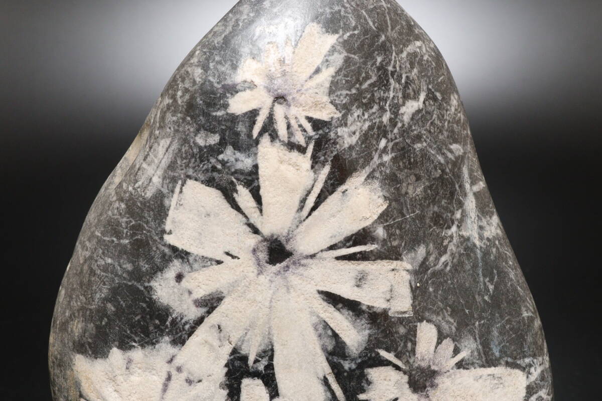 P 鑑賞石 観賞石 菊花石 高さ30.5cm 重量8.4kg(原石)|売買され P 鑑賞石 観賞石 菊花石 高さ30.5cm 重量8.4kg(原石)|売買され