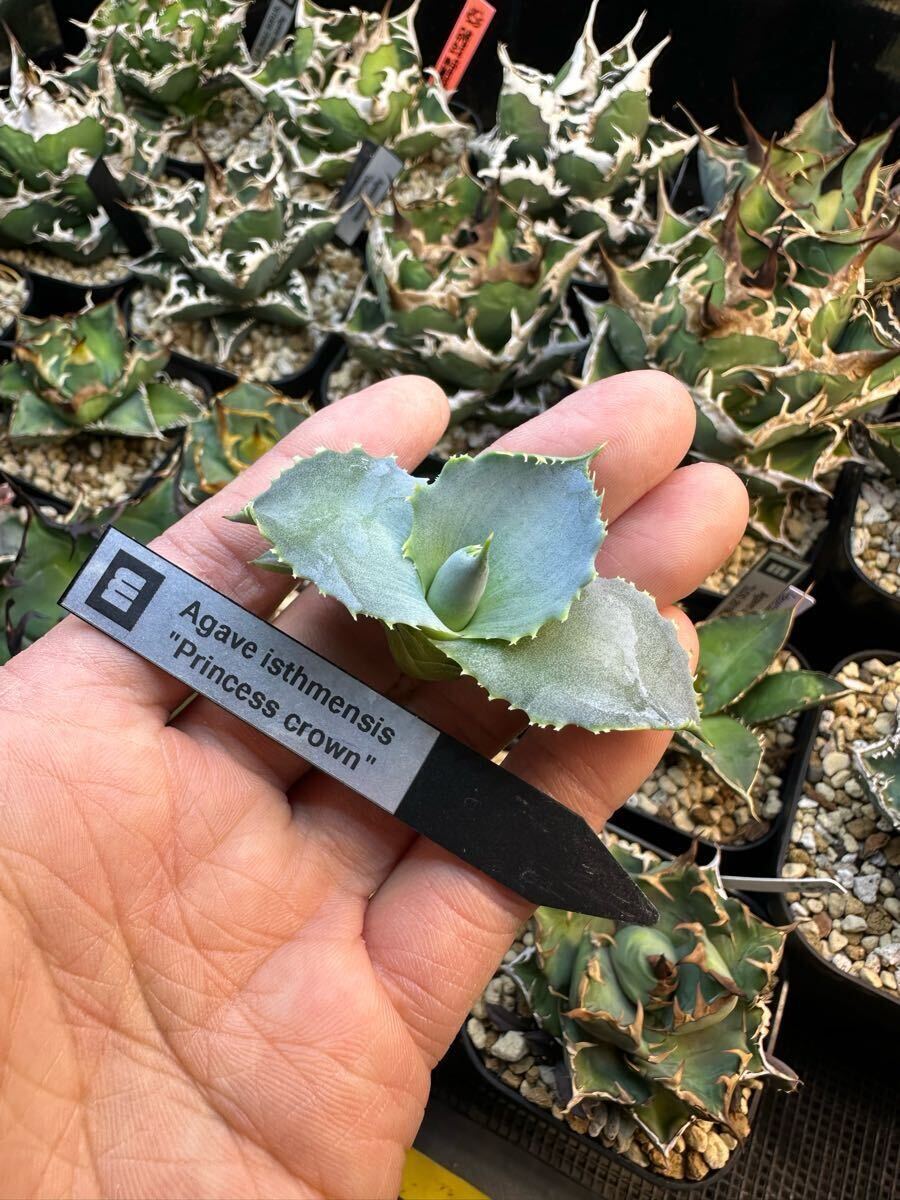 アガベ イシスメンシス プリンセスクラウン Agave Princes Crown アガベ イシスメンシス プリンセスクラウン Agave Princes Crown