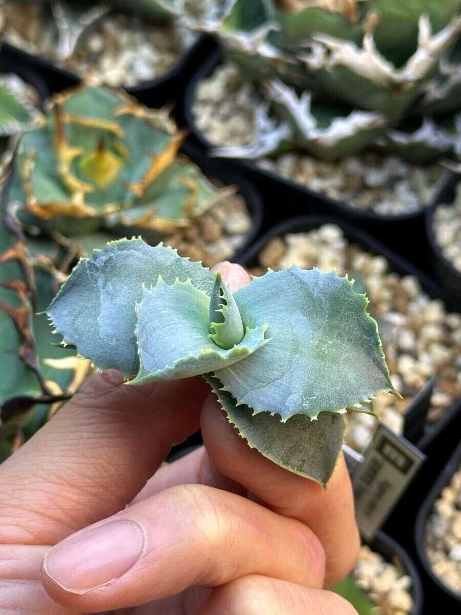 アガベ イシスメンシス プリンセスクラウン Agave Princes Crown アガベ イシスメンシス プリンセスクラウン Agave Princes Crown