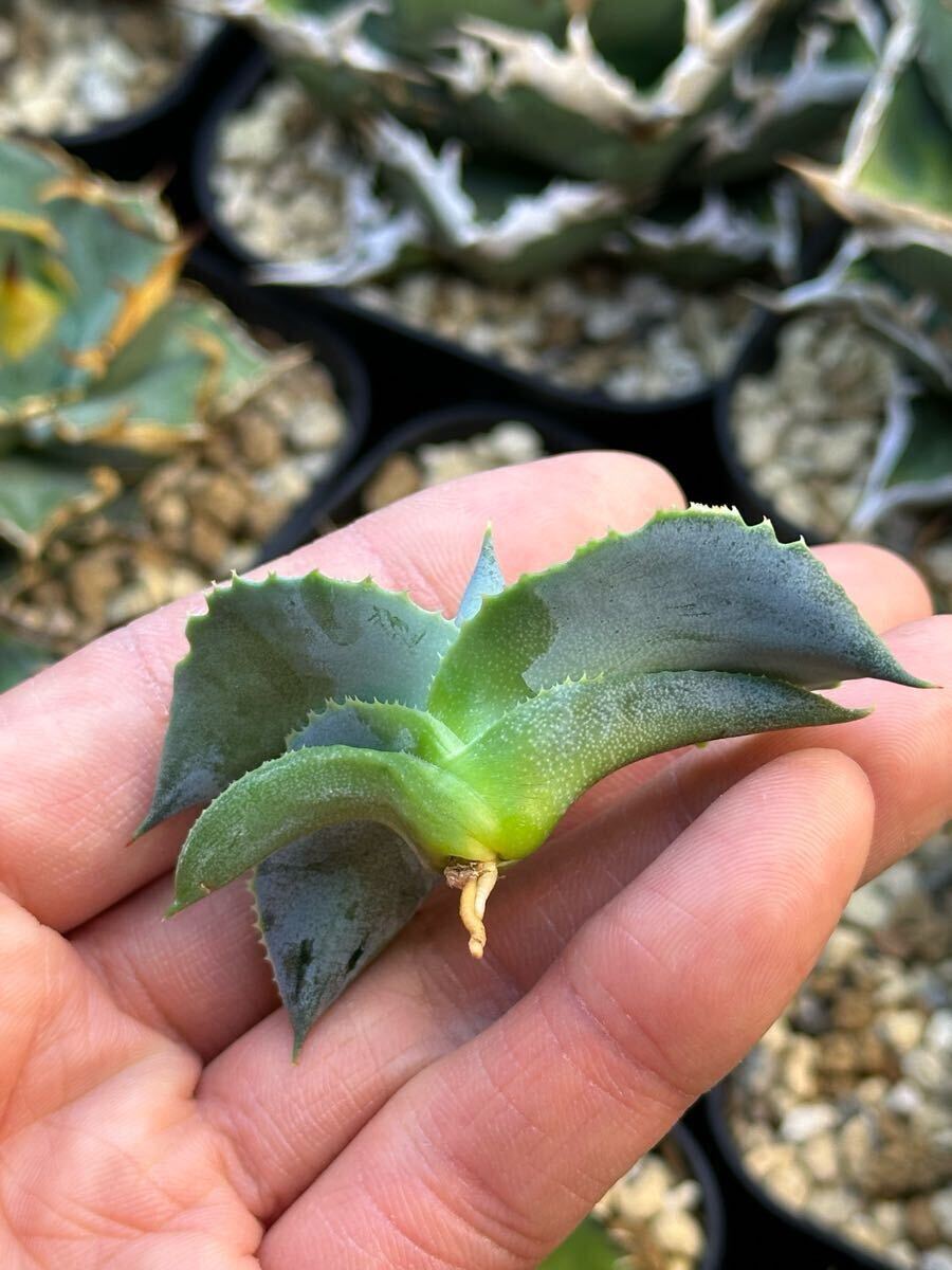 アガベ イシスメンシス プリンセスクラウン Agave Princes Crown アガベ イシスメンシス プリンセスクラウン Agave Princes Crown
