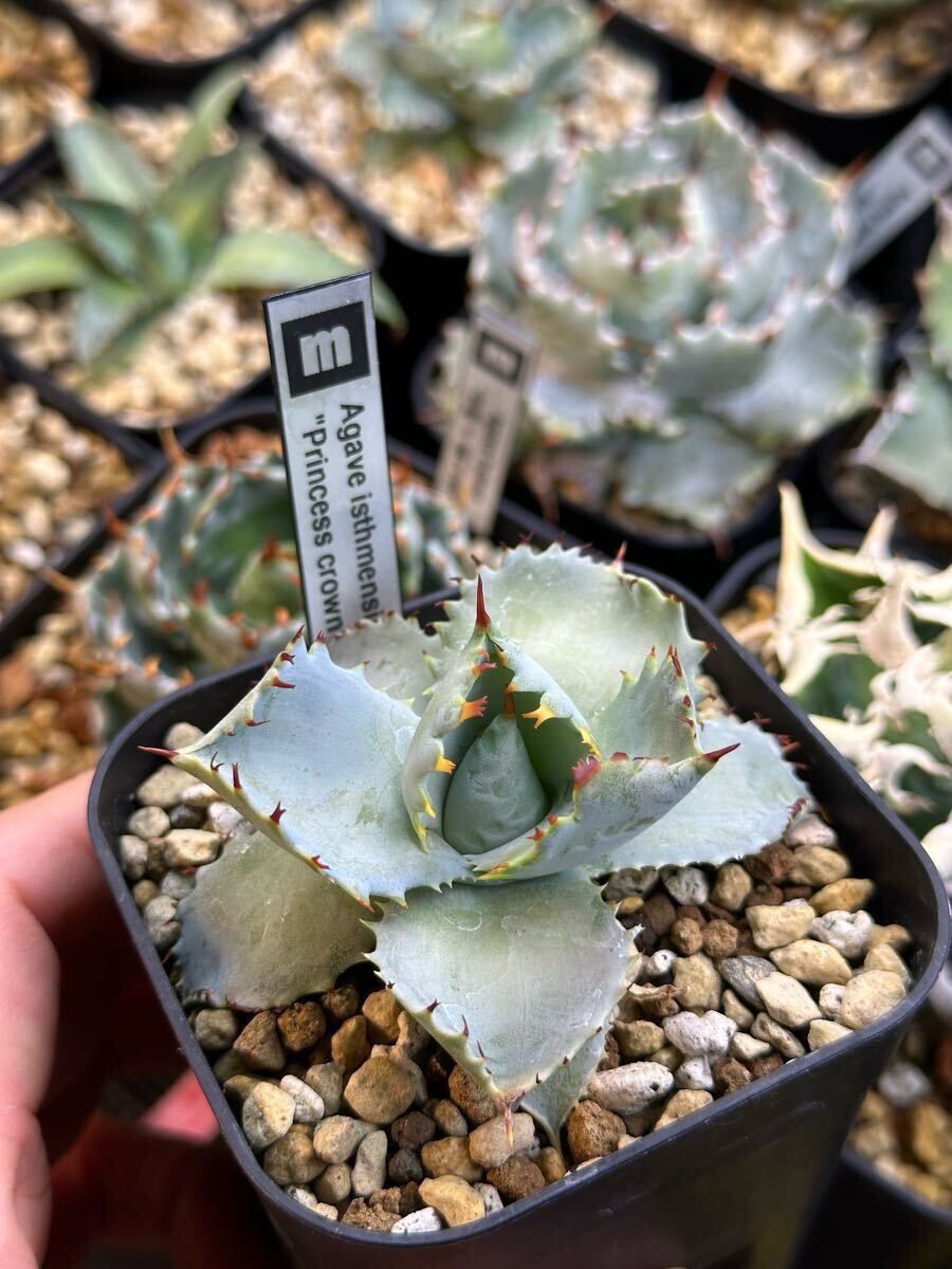 アガベ イシスメンシス プリンセスクラウン Agave Princes Crown アガベ イシスメンシス プリンセスクラウン Agave Princes Crown