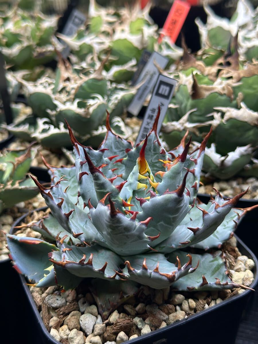 アガベ 甲蟹 × 屈原舞扇 No.22 Lize産 発根済み 仔株 Agave 検 アガベ 甲蟹 × 屈原舞扇 No.22 Lize産 発根済み 仔株 Agave 検