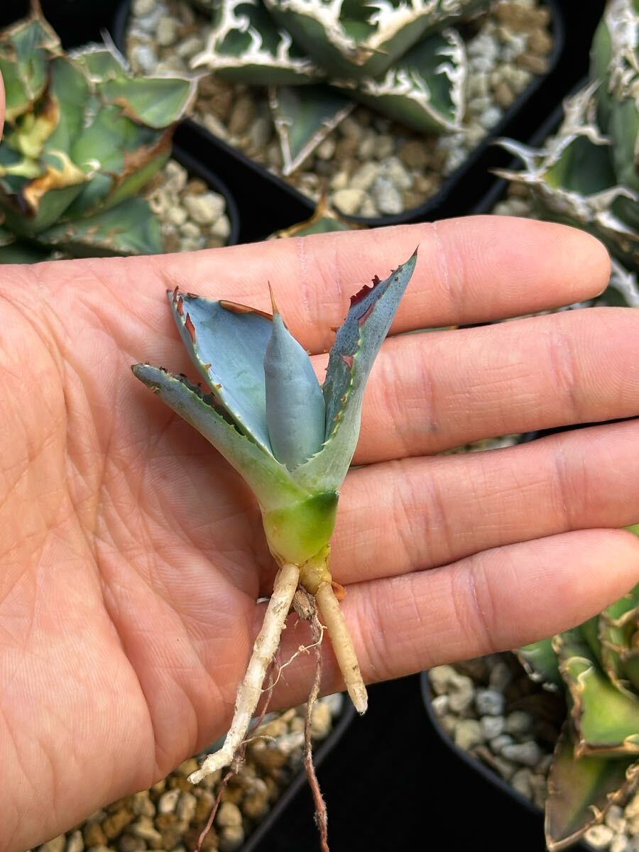 アガベ 甲蟹 × 屈原舞扇 No.22 Lize産 発根済み 仔株 Agave 検 アガベ 甲蟹 × 屈原舞扇 No.22 Lize産 発根済み 仔株 Agave 検