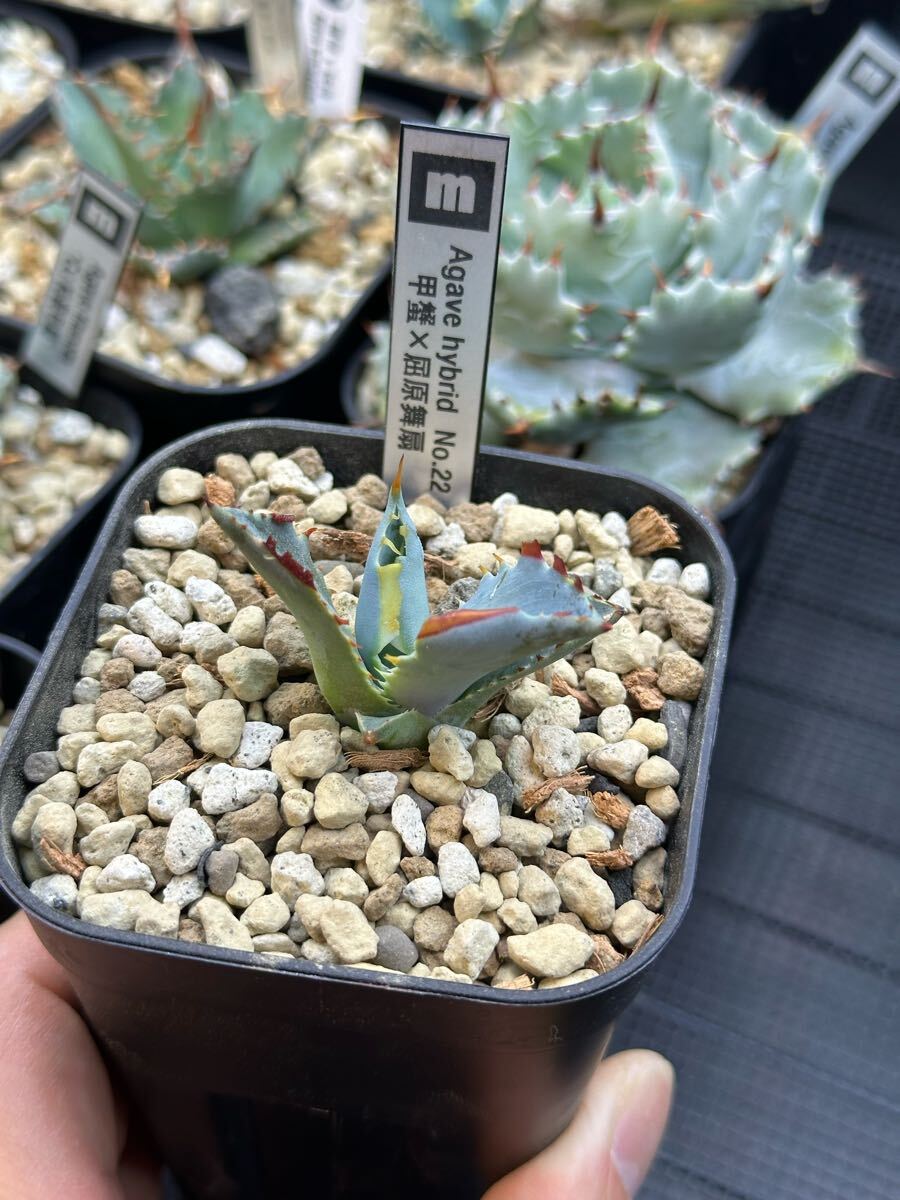 アガベ 甲蟹 × 屈原舞扇 No.22 Lize産 発根済み 仔株 Agave 検 アガベ 甲蟹 × 屈原舞扇 No.22 Lize産 発根済み 仔株 Agave 検