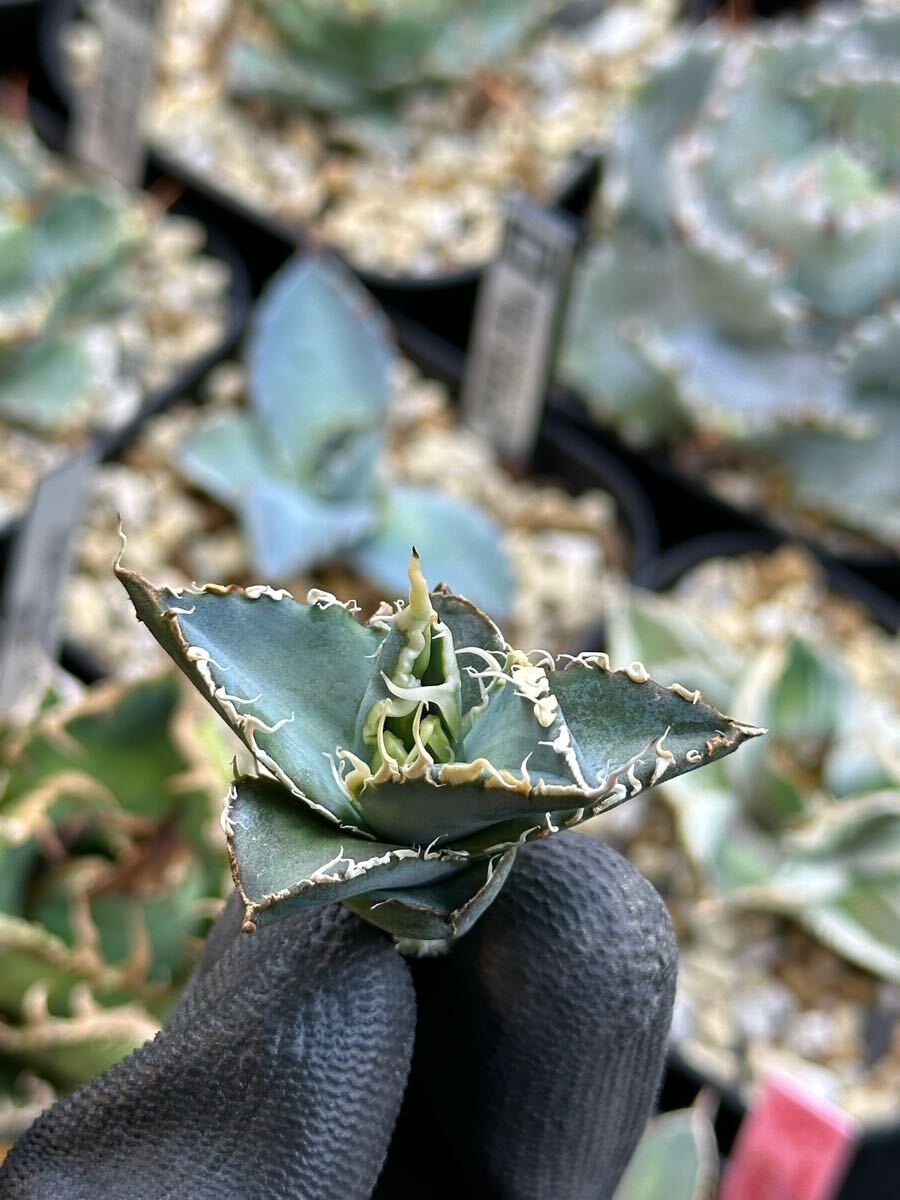 ☆ アガベ チタノタ BLUE 実生 子株 トップビヨーンAGAVE ☆ アガベ チタノタ BLUE 実生 子株 トップビヨーンAGAVE