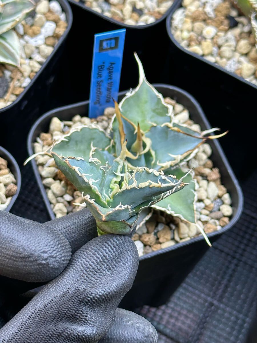 ☆ アガベ チタノタ BLUE 実生 子株 トップビヨーンAGAVE ☆ アガベ チタノタ BLUE 実生 子株 トップビヨーンAGAVE