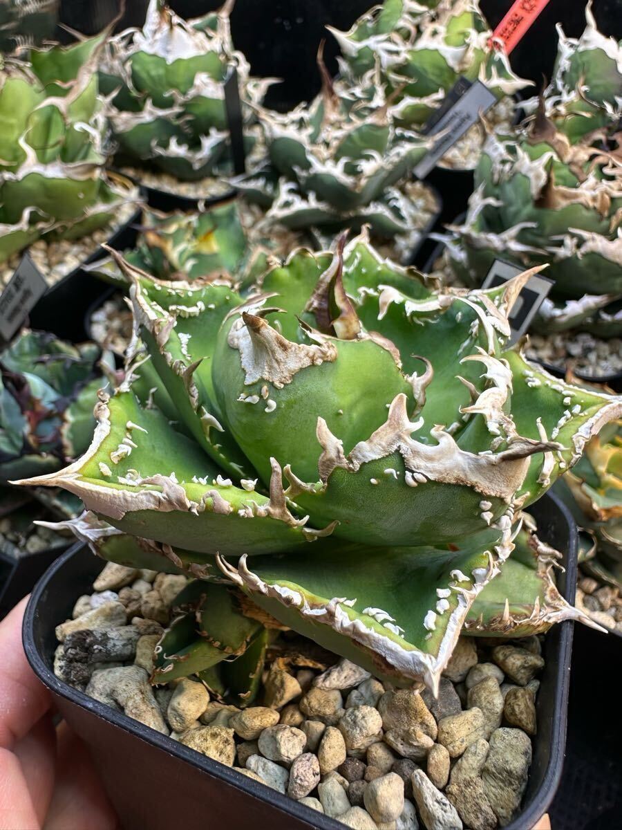 アガベ チタノタ Studs type01 内棘タイプ ブツブツ Agave アガベ チタノタ Studs type01 内棘タイプ ブツブツ Agave