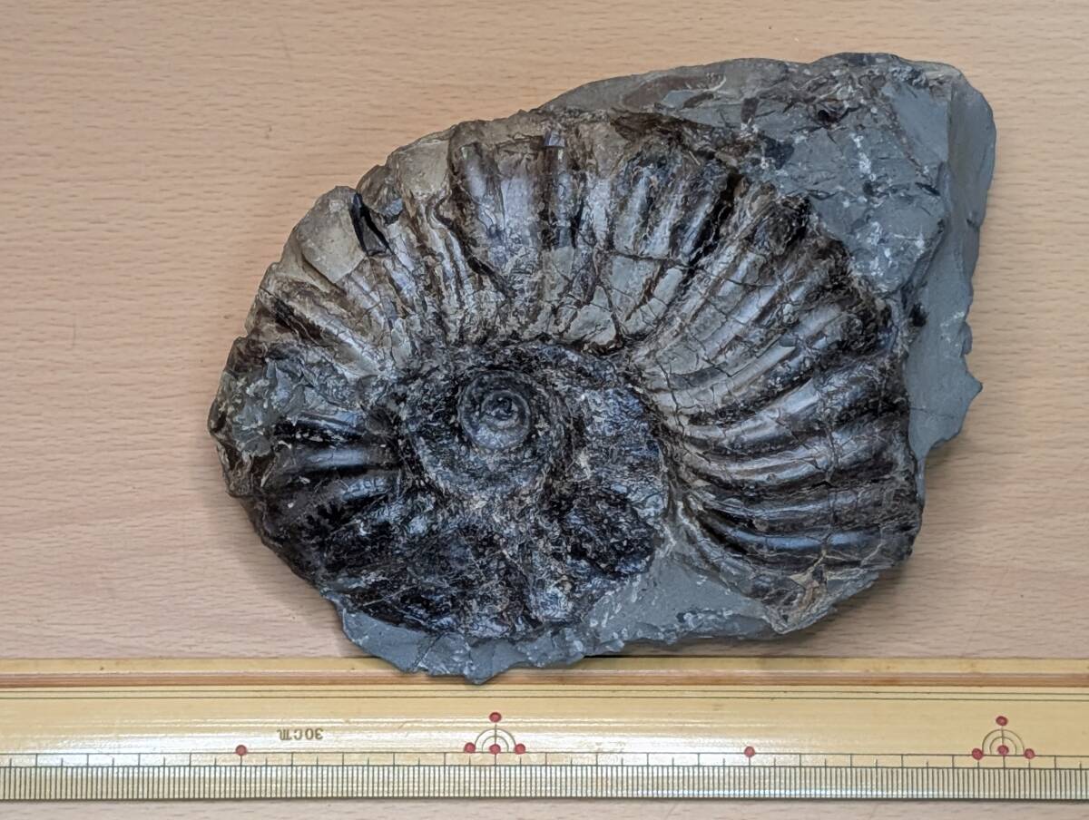 北海道アンモナイト 北海道アンモナイトメタプラセンチセラス