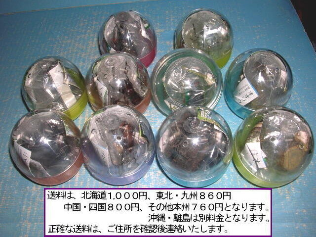 7679新品ユージン 原色日本昆虫図鑑I 10種 カブトムシ 7679新品ユージン 原色日本昆虫図鑑I 10種 カブトムシ