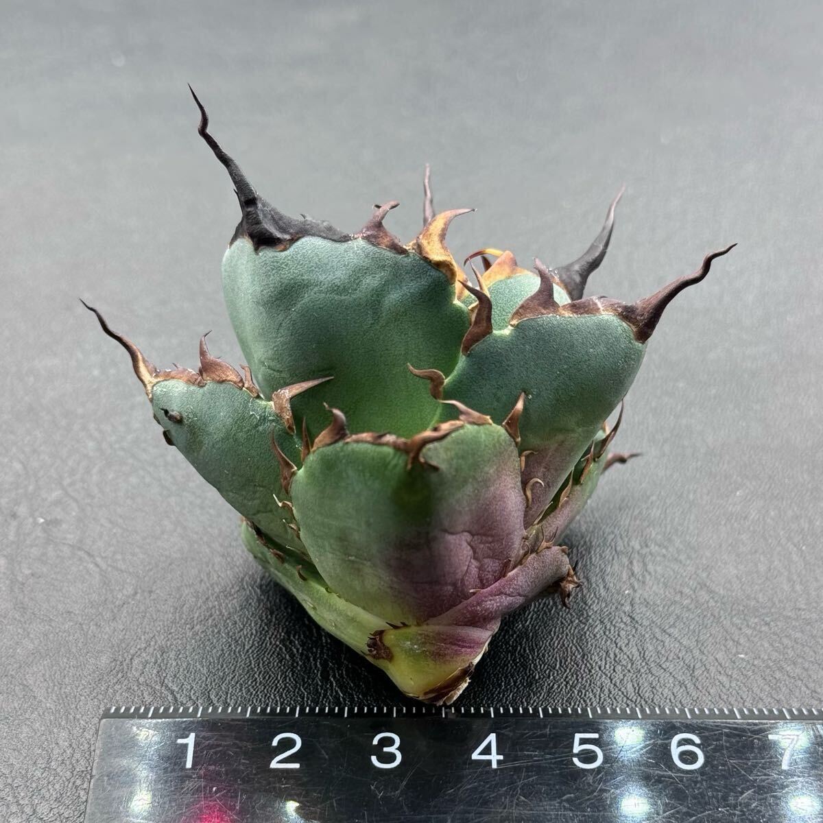 FK PLANTS】 Agave titanota 'Hades' （子株）アガベ チタノタ