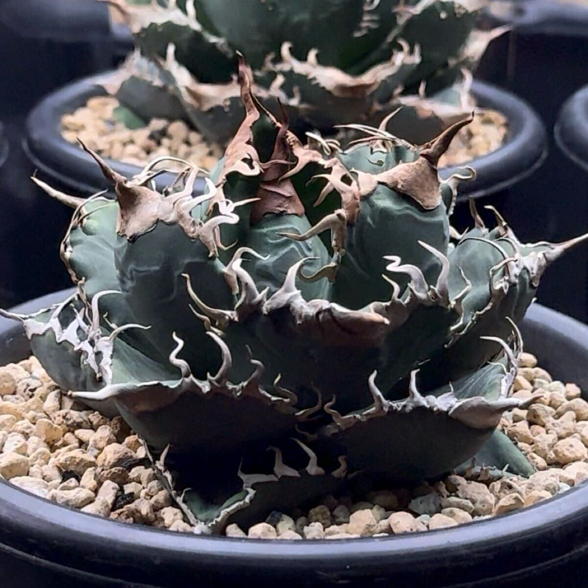 FK PLANTS】 Agave titanota 'super titanota ' (子株)アガベ FK PLANTS】 Agave titanota 'super titanota ' (子株)アガベ