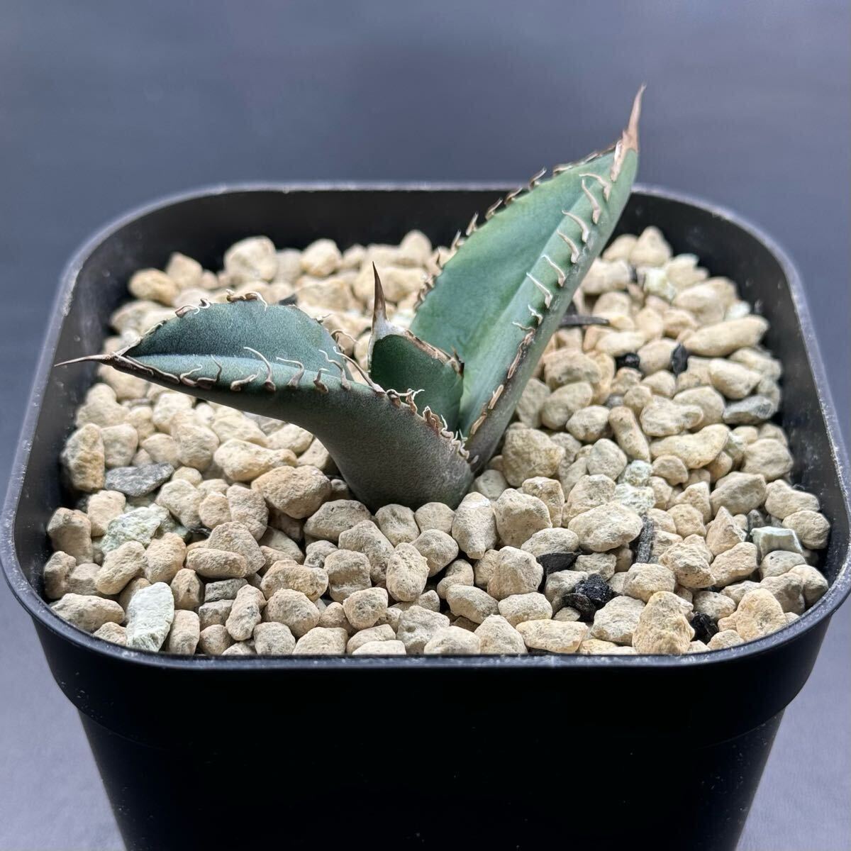 FK PLANTS】 Agave titanota 'super titanota ' (子株)アガベ FK PLANTS】 Agave titanota 'super titanota ' (子株)アガベ
