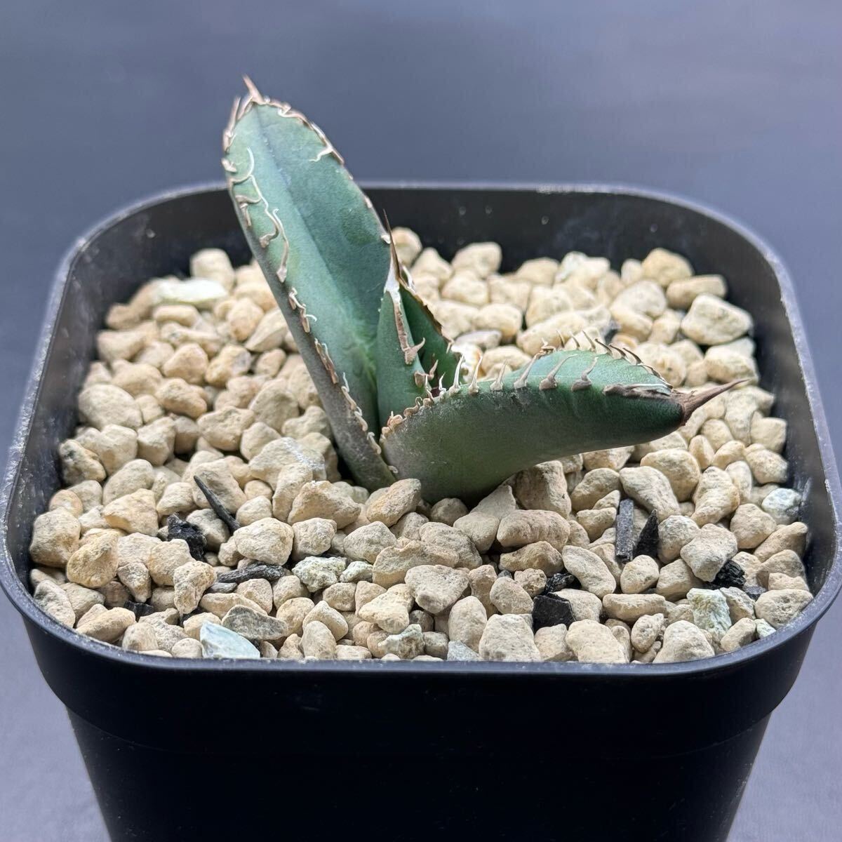 FK PLANTS】 Agave titanota 'super titanota ' (子株)アガベ FK PLANTS】 Agave titanota 'super titanota ' (子株)アガベ