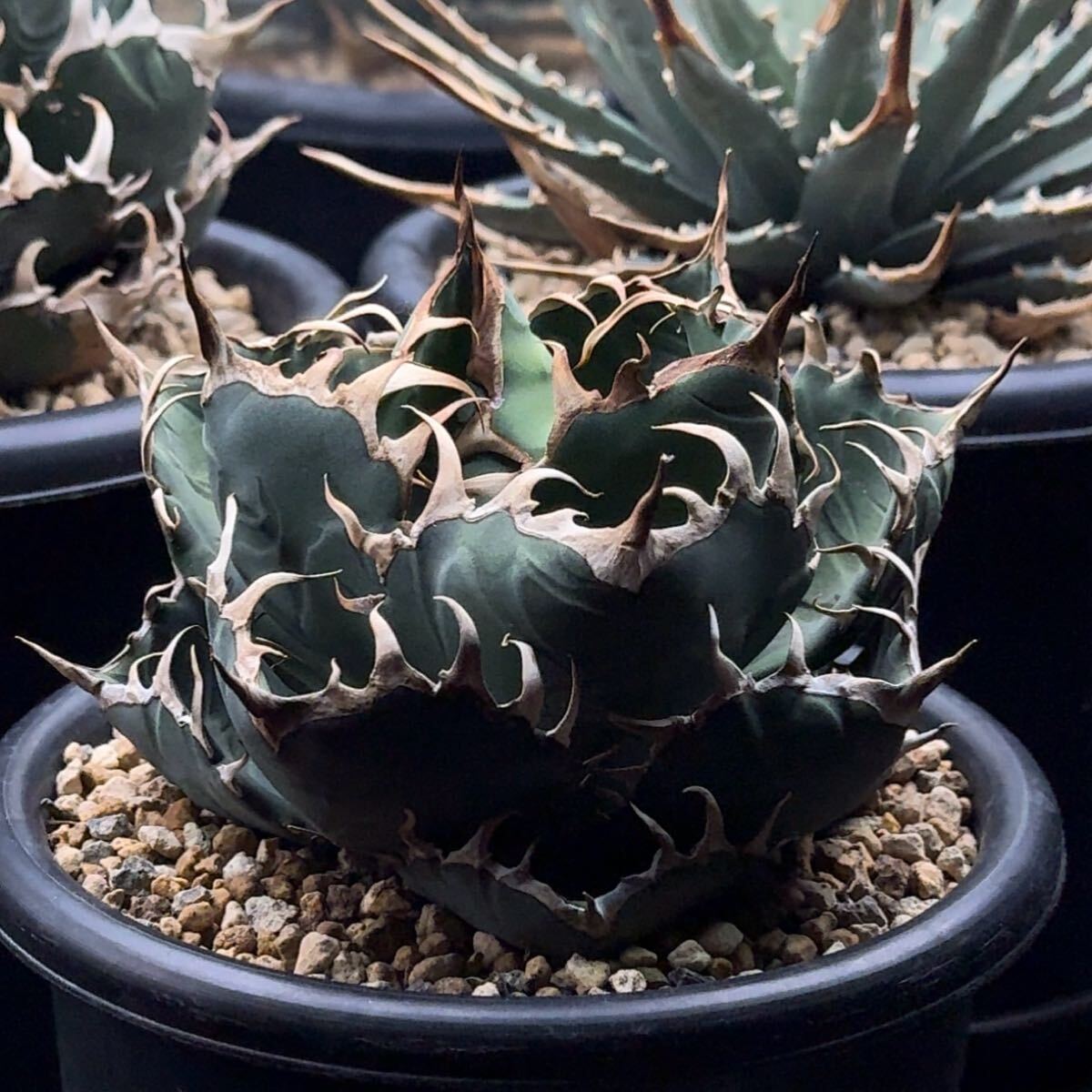 FK PLANTS】 Agave oteroi “Oaxaca Line-01”(子株)アガベ FK PLANTS】 Agave oteroi “Oaxaca Line-01”(子株)アガベ