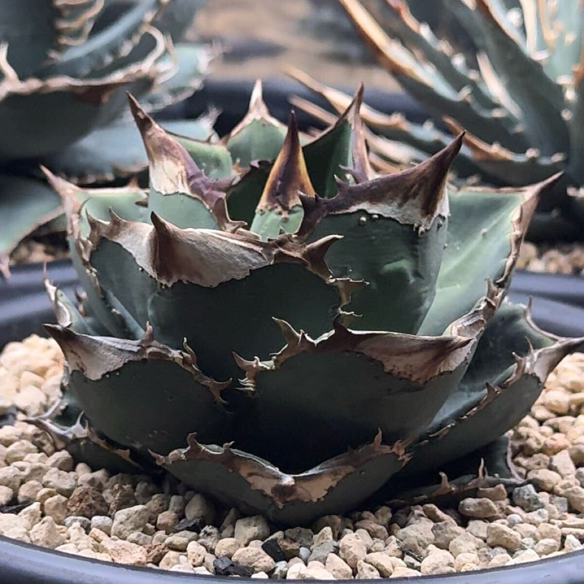 FK PLANTS】 Agave titanota '鰐亀' (子株)アガベ チタノタ FK PLANTS】 Agave titanota '鰐亀' (子株)アガベ チタノタ