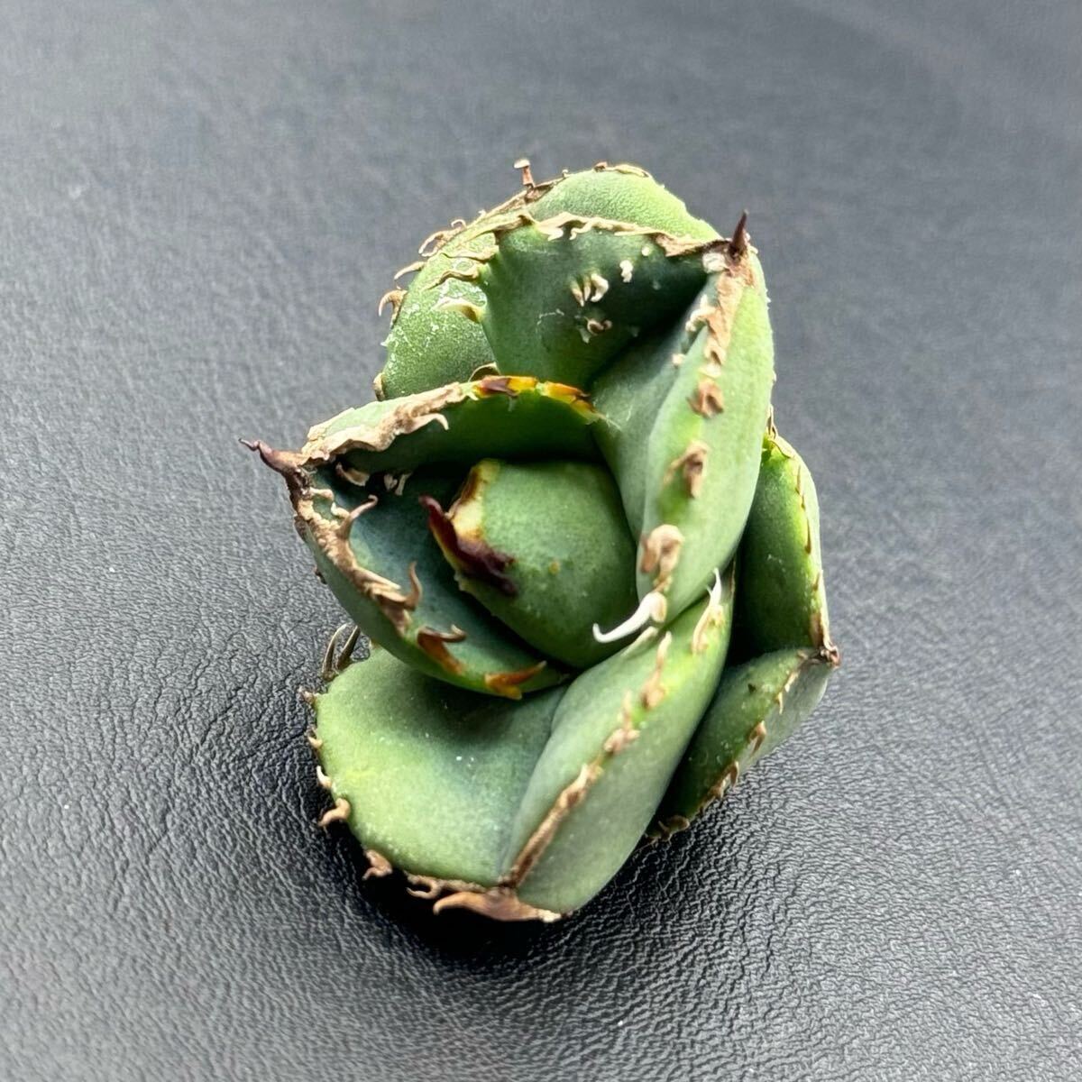 FK PLANTS】 Agave titanota '鰐亀' (子株)アガベ チタノタ FK PLANTS】 Agave titanota '鰐亀' (子株)アガベ チタノタ