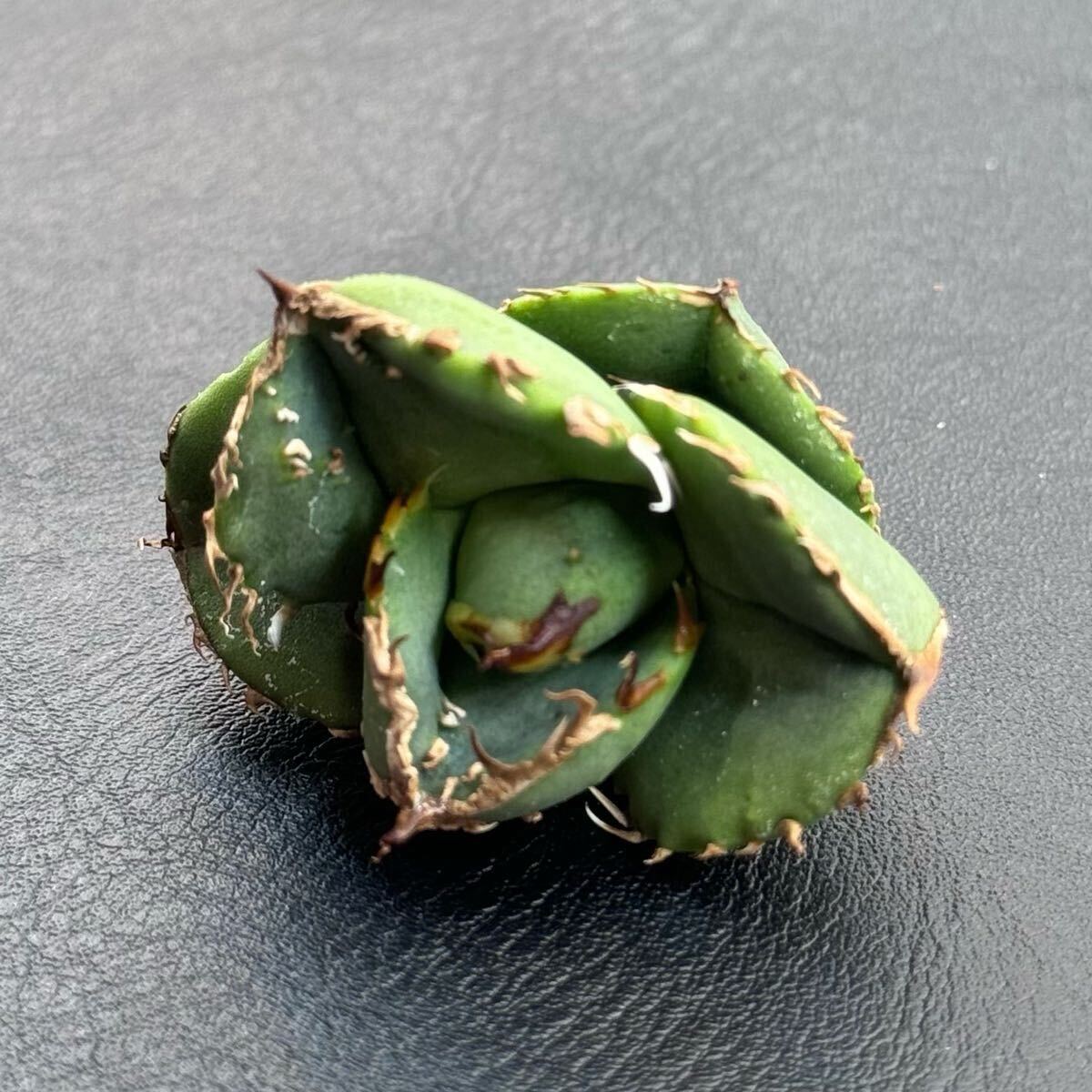 FK PLANTS】 Agave titanota '鰐亀' （子株）アガベ チタノタ