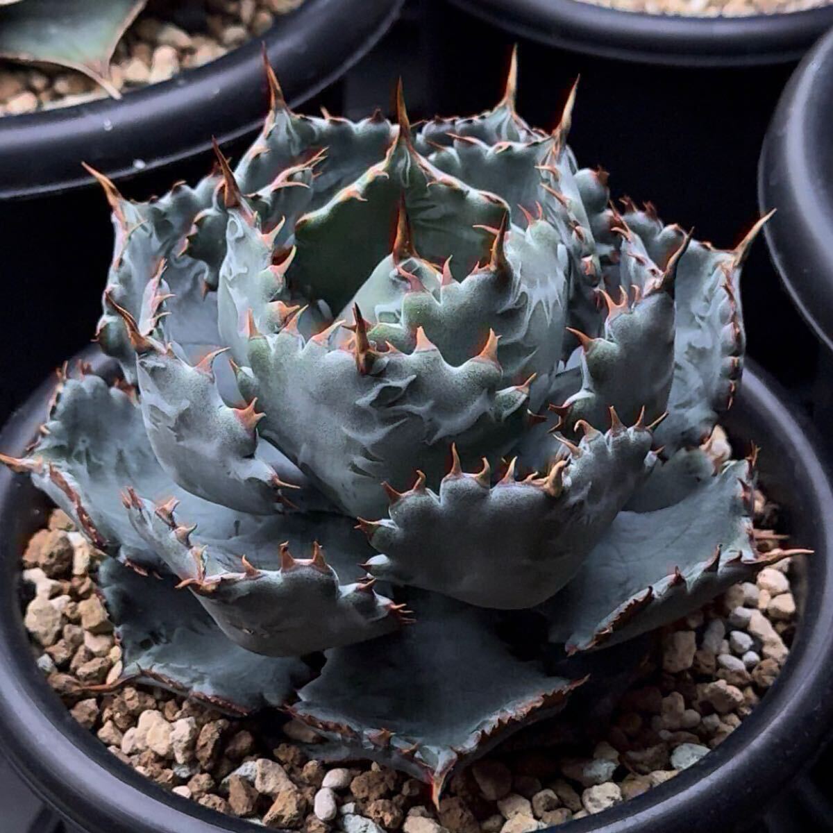 FK PLANTS】 Agave hybrid '姫蠍蟹' (子株)アガベ FK PLANTS】 Agave hybrid '姫蠍蟹' (子株)アガベ