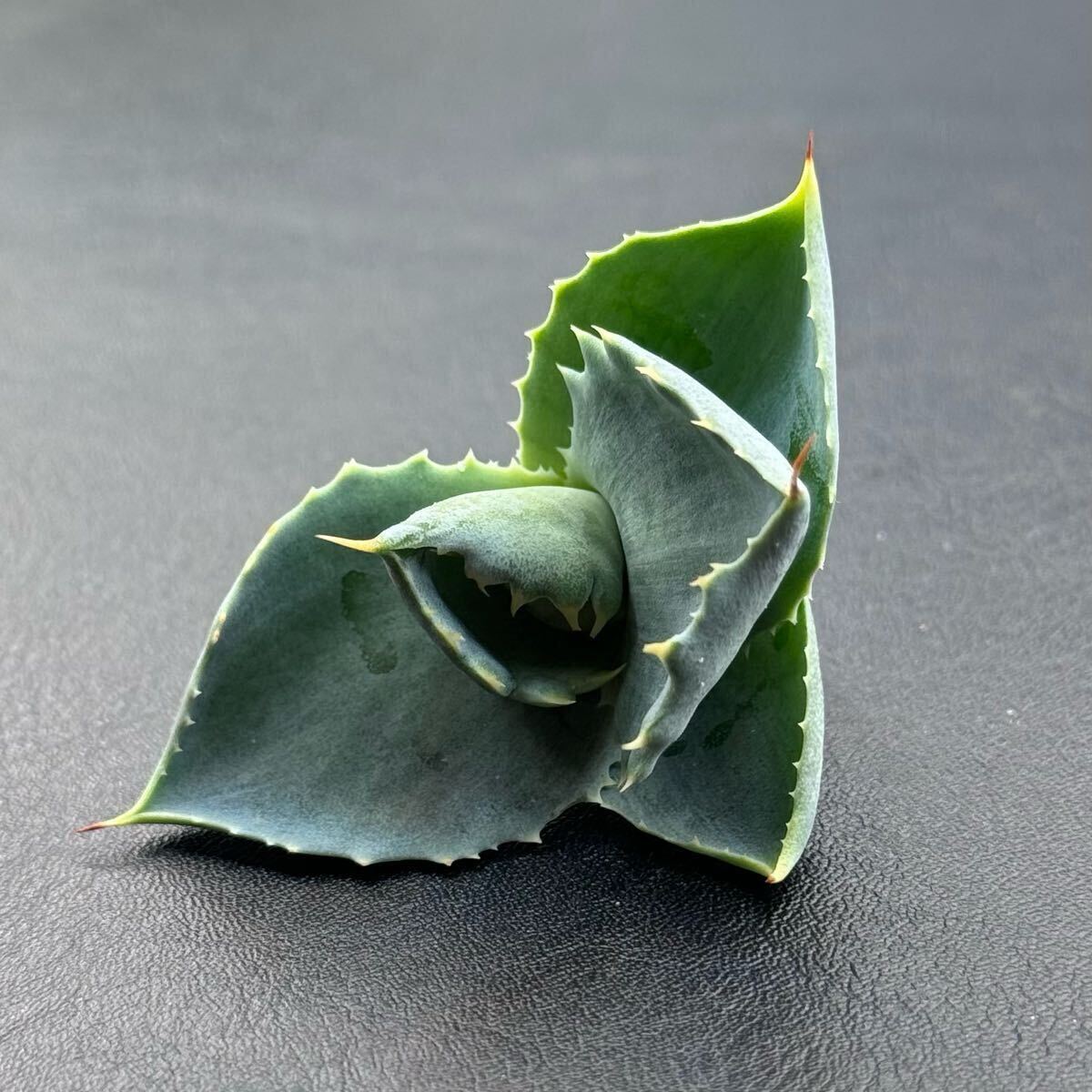 FK PLANTS】 Agave hybrid '姫蠍蟹' （子株）アガベ
