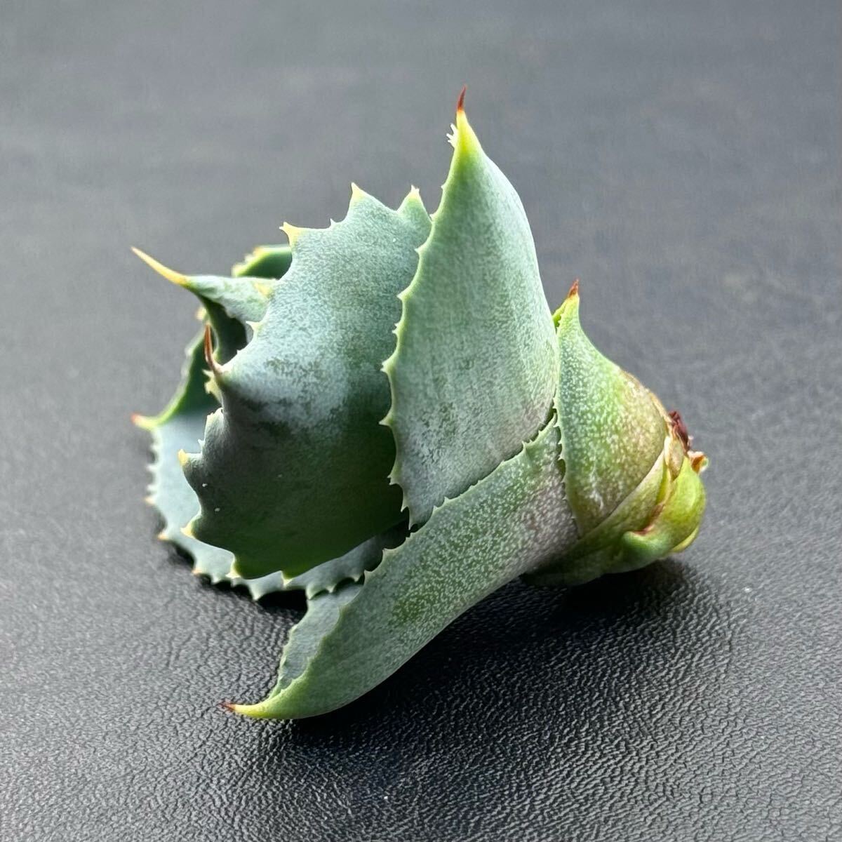 FK PLANTS】 Agave hybrid '姫蠍蟹' (子株)アガベ FK PLANTS】 Agave hybrid '姫蠍蟹' (子株)アガベ
