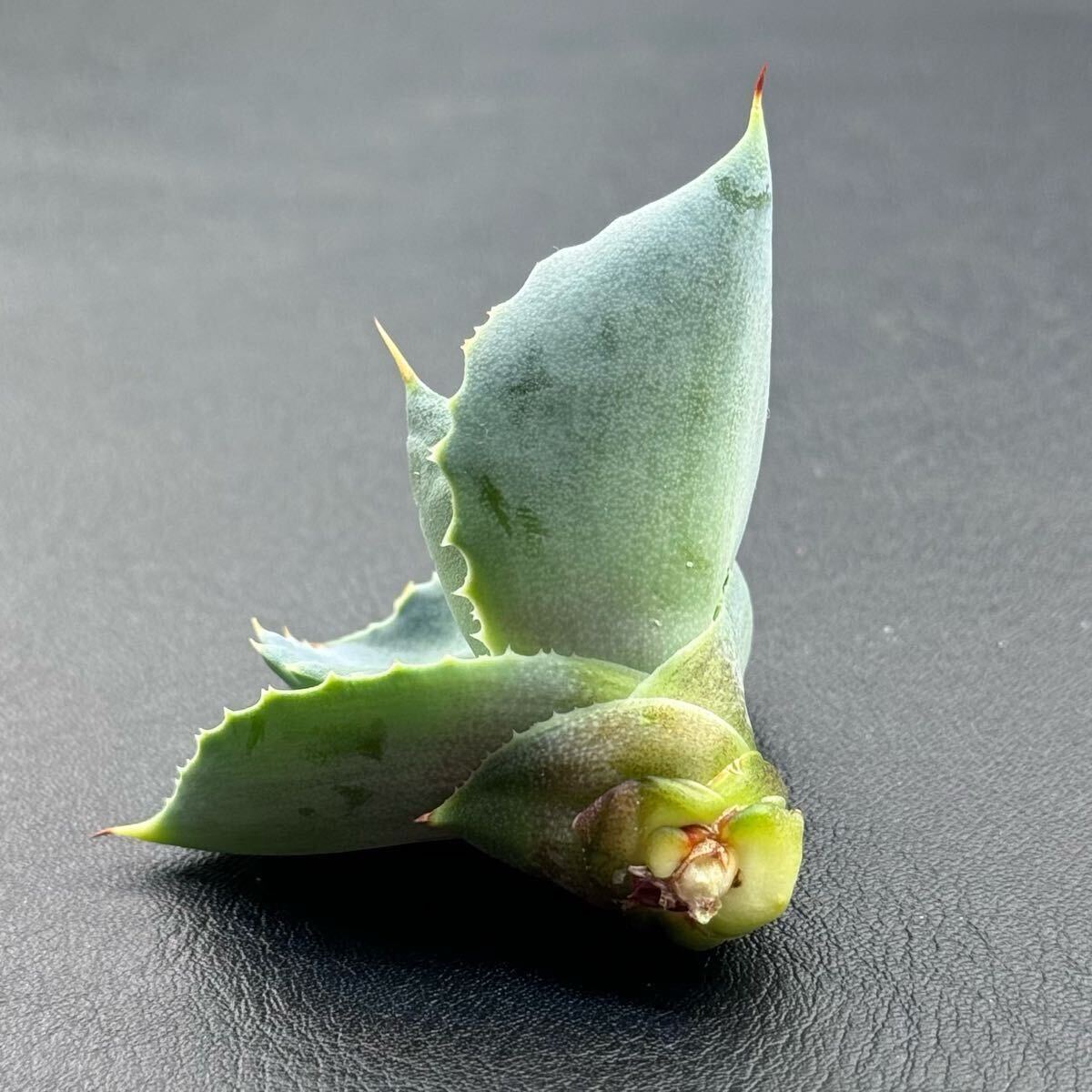 FK PLANTS】 Agave hybrid '姫蠍蟹' (子株)アガベ FK PLANTS】 Agave hybrid '姫蠍蟹' (子株)アガベ