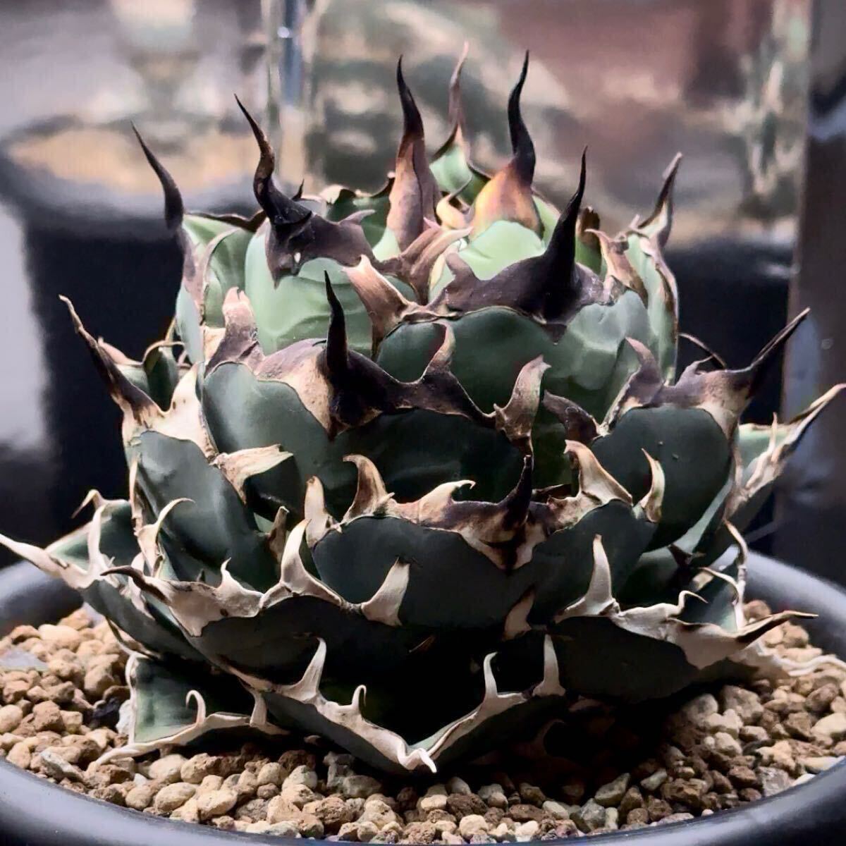 FK PLANTS】 Agave titanota 'Hades' (子株)アガベ チタノタ FK PLANTS】 Agave titanota 'Hades' (子株)アガベ チタノタ