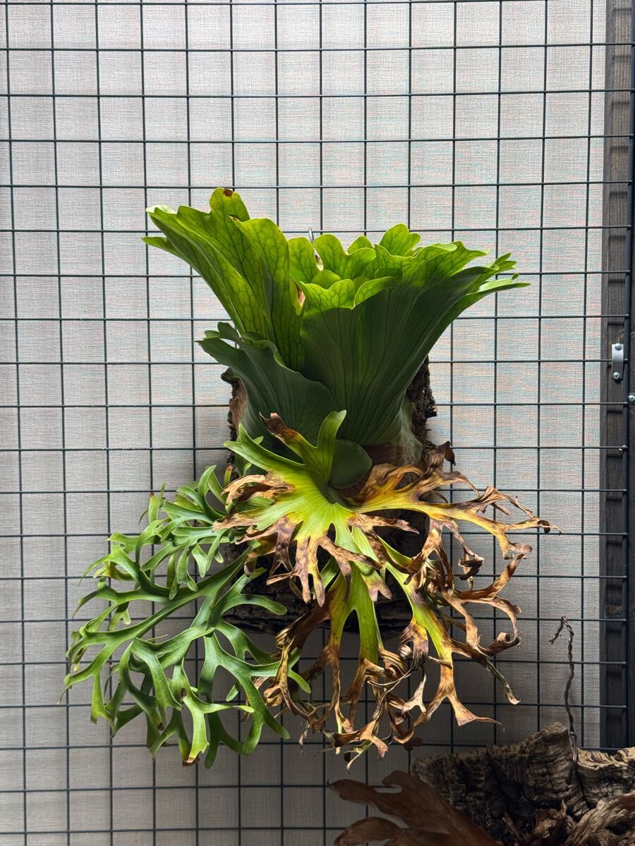 P coronarium dwarf コロナリウム ドワーフ platycerium P coronarium dwarf コロナリウム ドワーフ platycerium