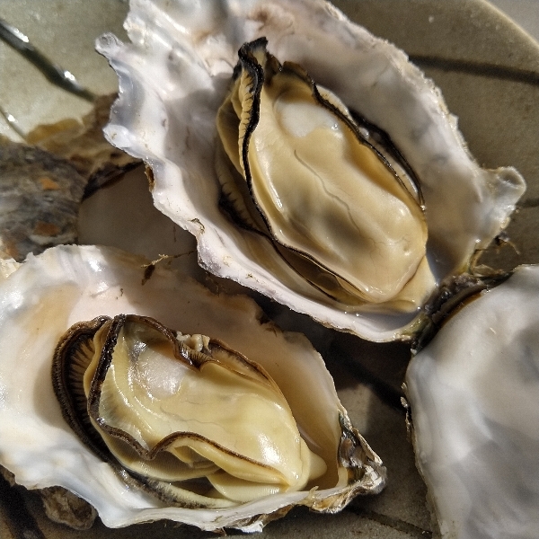 生牡蠣 ３ｋｇ【目安27個】 殻付き 牡蠣 殻付き 牡蠣 牡蠣 殻付 ３キロ カキ 加熱用 松島牡蠣屋 牡蠣 魚介類 魚介海鮮