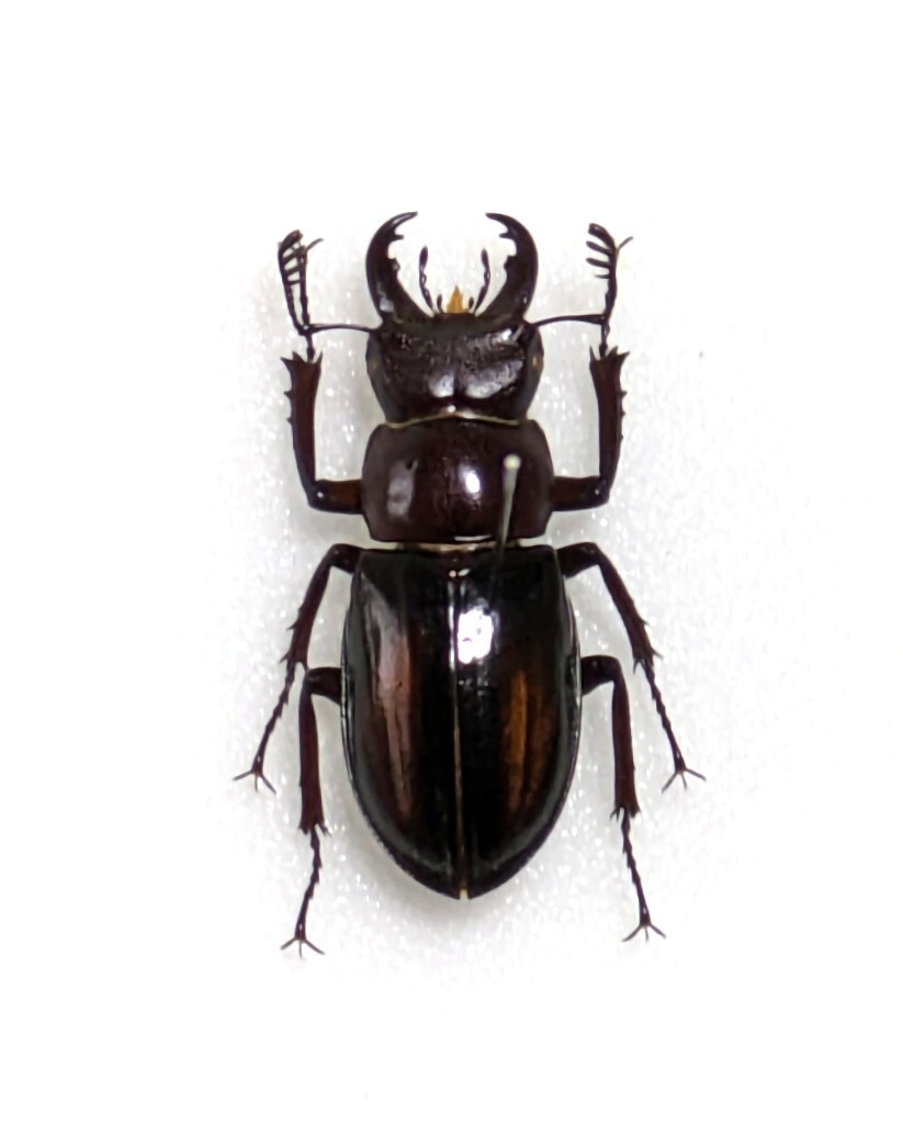 標本】 頭・胸部 赤色 黄紋型 ミクラミヤマクワガタ ♂27.5mm 標本】 頭・胸部 赤色 黄紋型 ミクラミヤマクワガタ ♂27.5mm