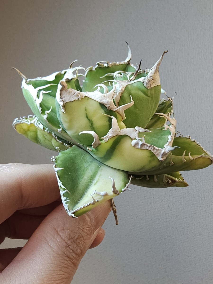 7【IGS plants】アガベ チタノタ SAD 斑入り tc 品種保証(アガベ 7【IGS plants】アガベ チタノタ SAD 斑入り tc 品種保証(アガベ