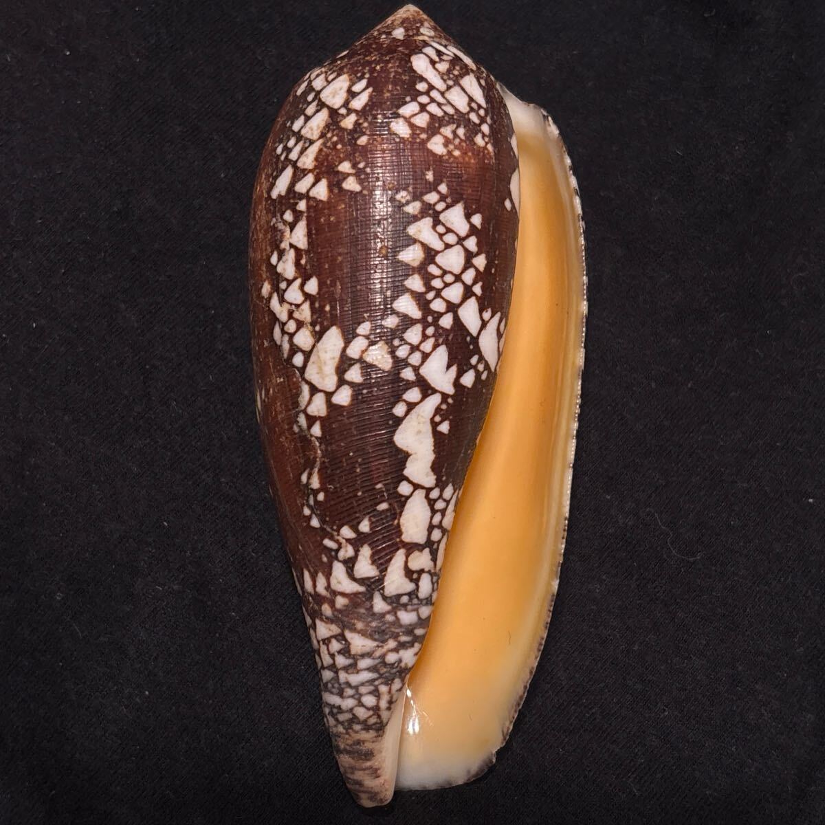 ツボイモ大橙系Conus (Darioconus) auricus 貝 貝殻 標本 ツボイモ大橙系Conus (Darioconus) auricus 貝 貝殻 標本