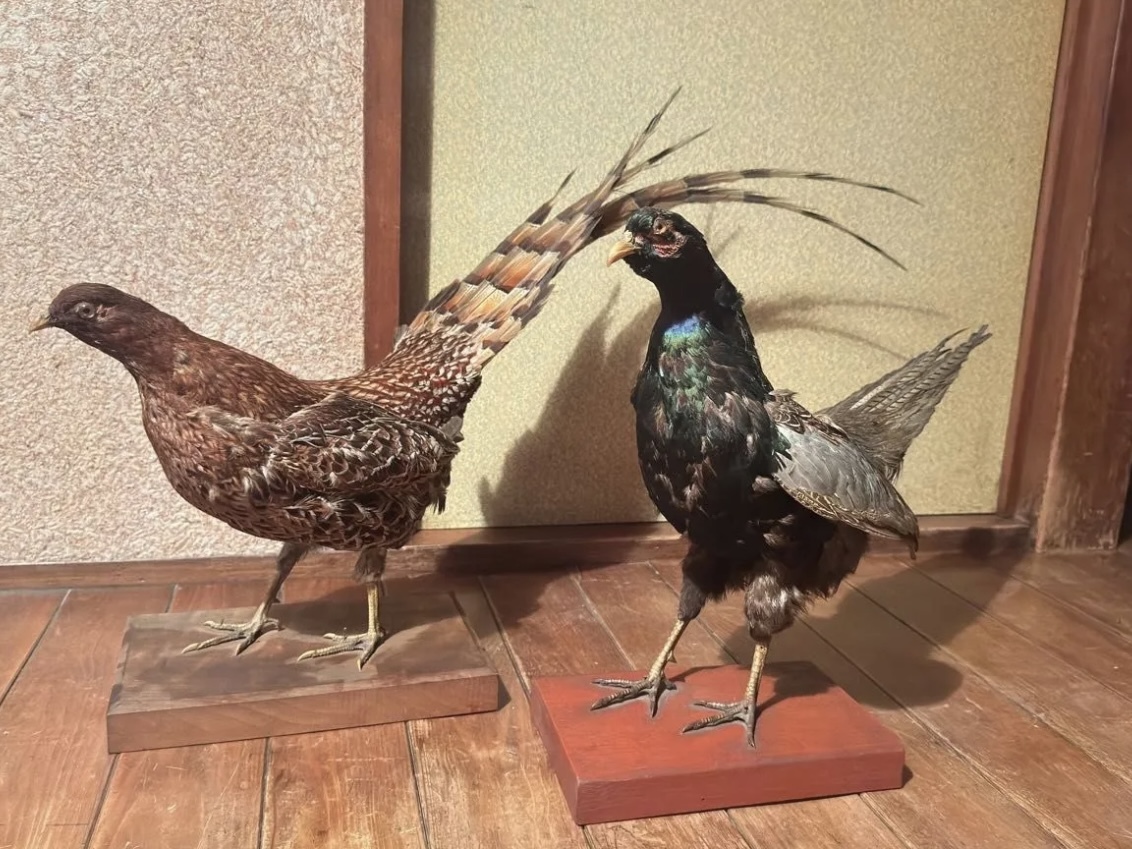 キジ つがい 剥製 標本(置物)|売買されたオークション情報 キジ つがい 剥製 標本(置物)|売買されたオークション情報