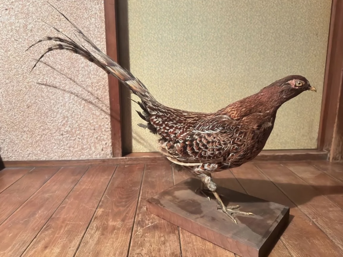 キジ つがい 剥製 標本(置物)|売買されたオークション情報 キジ つがい 剥製 標本(置物)|売買されたオークション情報