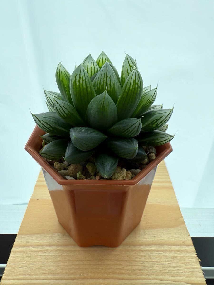 ☆ハオルチア オブツーサ交配 実生 未繁殖☆多肉植物(観葉植物 ☆ハオルチア オブツーサ交配 実生 未繁殖☆多肉植物(観葉植物