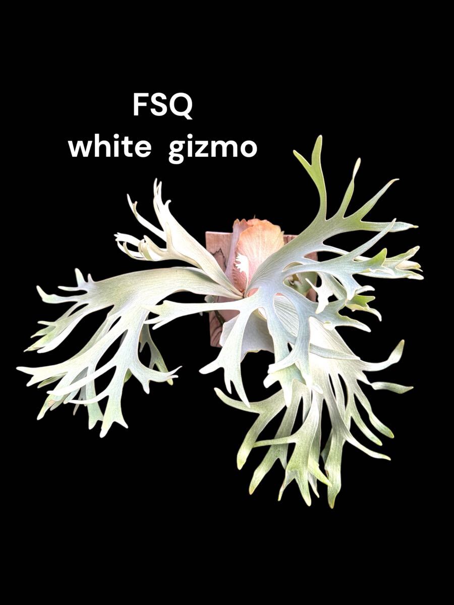 White Gizmo pup ビカクシダ platycerium P. White gizmo【artPLANTs/PLANTS GARAGE】 ビカクシダ