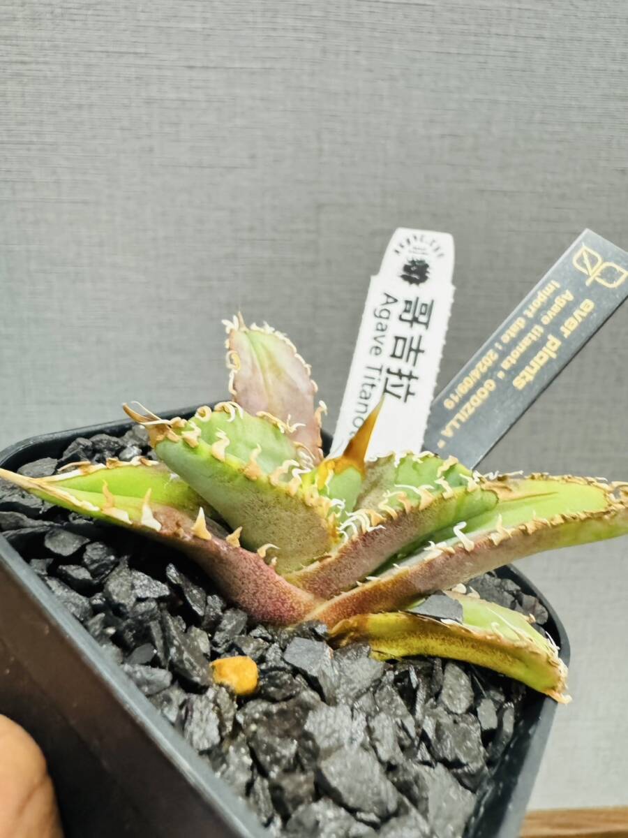 ever plants】Agave titanota 台湾哥吉拉(3021):検索用 ever plants】Agave titanota 台湾哥吉拉(3021):検索用
