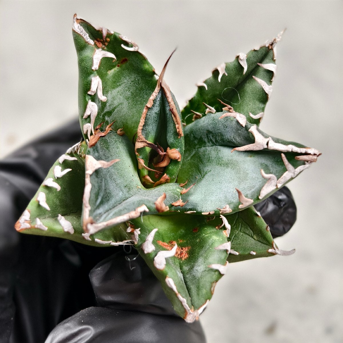 706アガベ チタノタ AGAVE TITANOTA 黒豹/検赤猫海王狂戦士 白鯨 706アガベ チタノタ AGAVE TITANOTA 黒豹/検赤猫海王狂戦士 白鯨