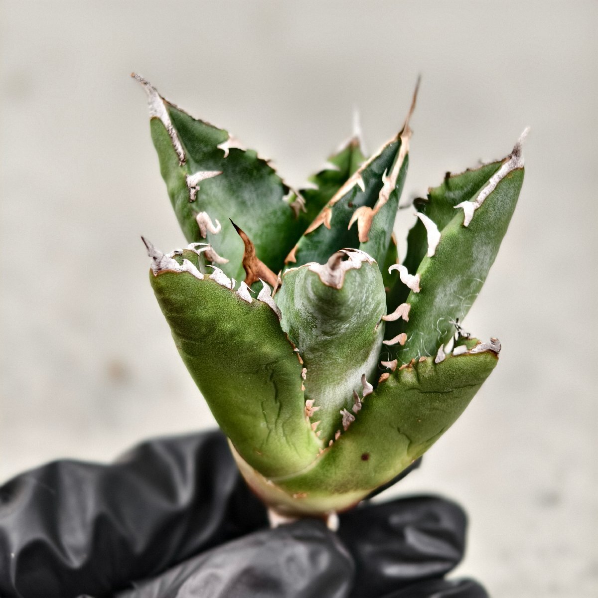 838アガベ チタノタ AGAVE TITANOTA 黒豹 /検赤猫海王狂戦士白鯨 838アガベ チタノタ AGAVE TITANOTA 黒豹 /検赤猫海王狂戦士白鯨