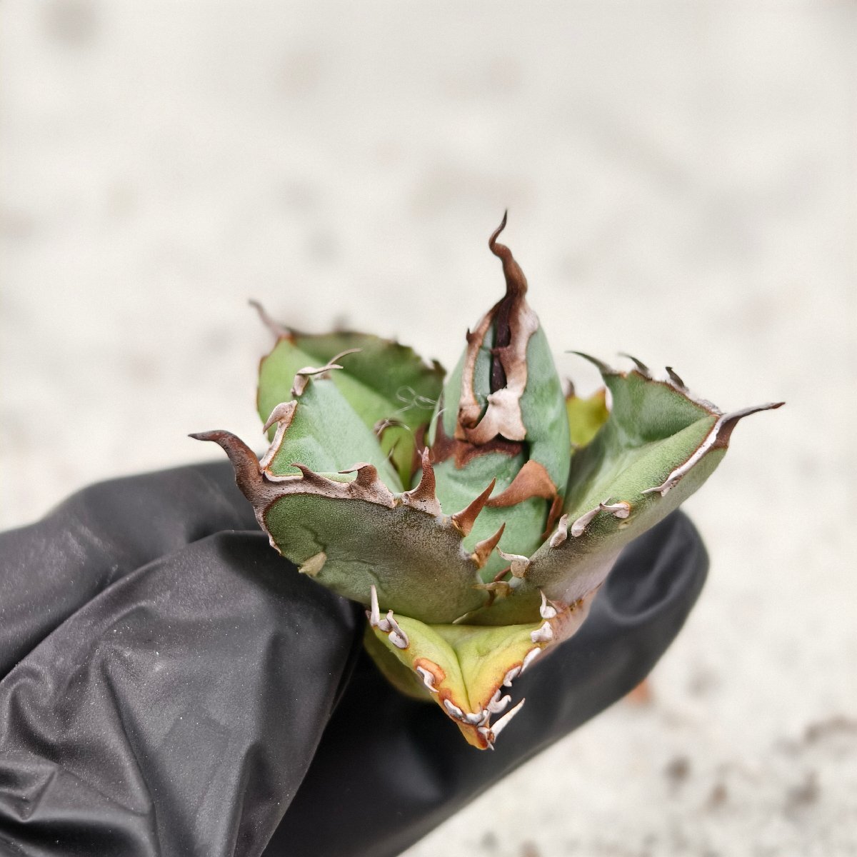 1141アガベ チタノタ AGAVE TITANOTA 黒豹/検赤猫海王狂戦士白鯨 1141アガベ チタノタ AGAVE TITANOTA 黒豹/検赤猫海王狂戦士白鯨