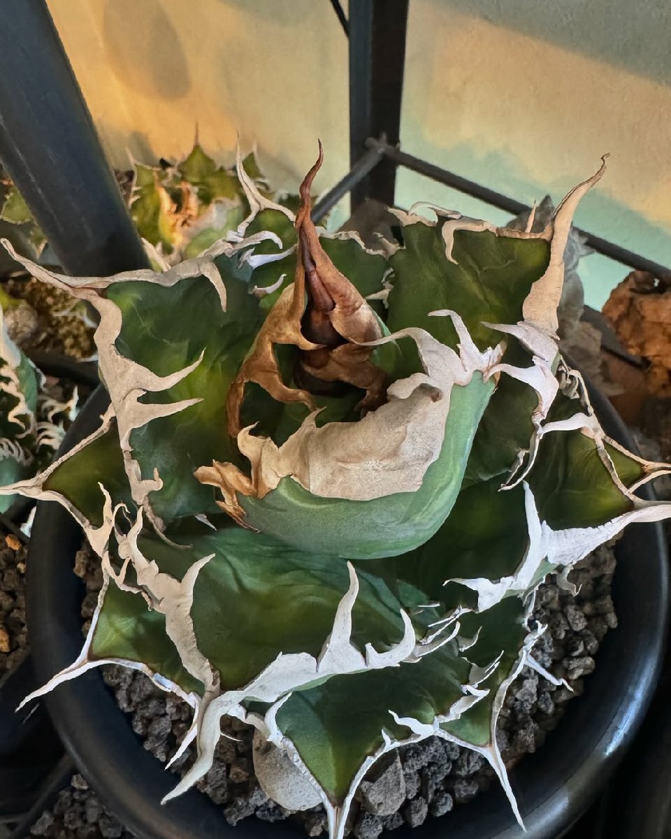 706アガベ チタノタ AGAVE TITANOTA 黒豹/検赤猫海王狂戦士 白鯨 706アガベ チタノタ AGAVE TITANOTA 黒豹/検赤猫海王狂戦士 白鯨