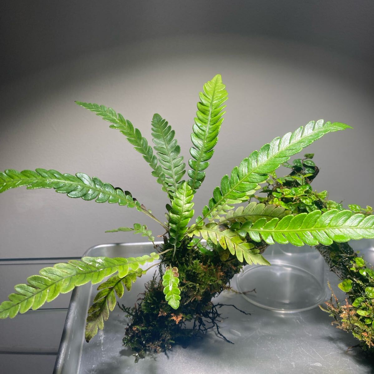 Blechnum obtusatum ブレクナムオブツサタムシダヒメイタビ Blechnum obtusatum ブレクナムオブツサタムシダヒメイタビ