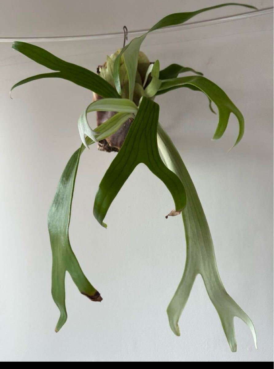 ビカクシダワルシー 2株コウモリラン 観葉植物 吊り下げコルク ビカクシダワルシー 2株コウモリラン 観葉植物 吊り下げコルク