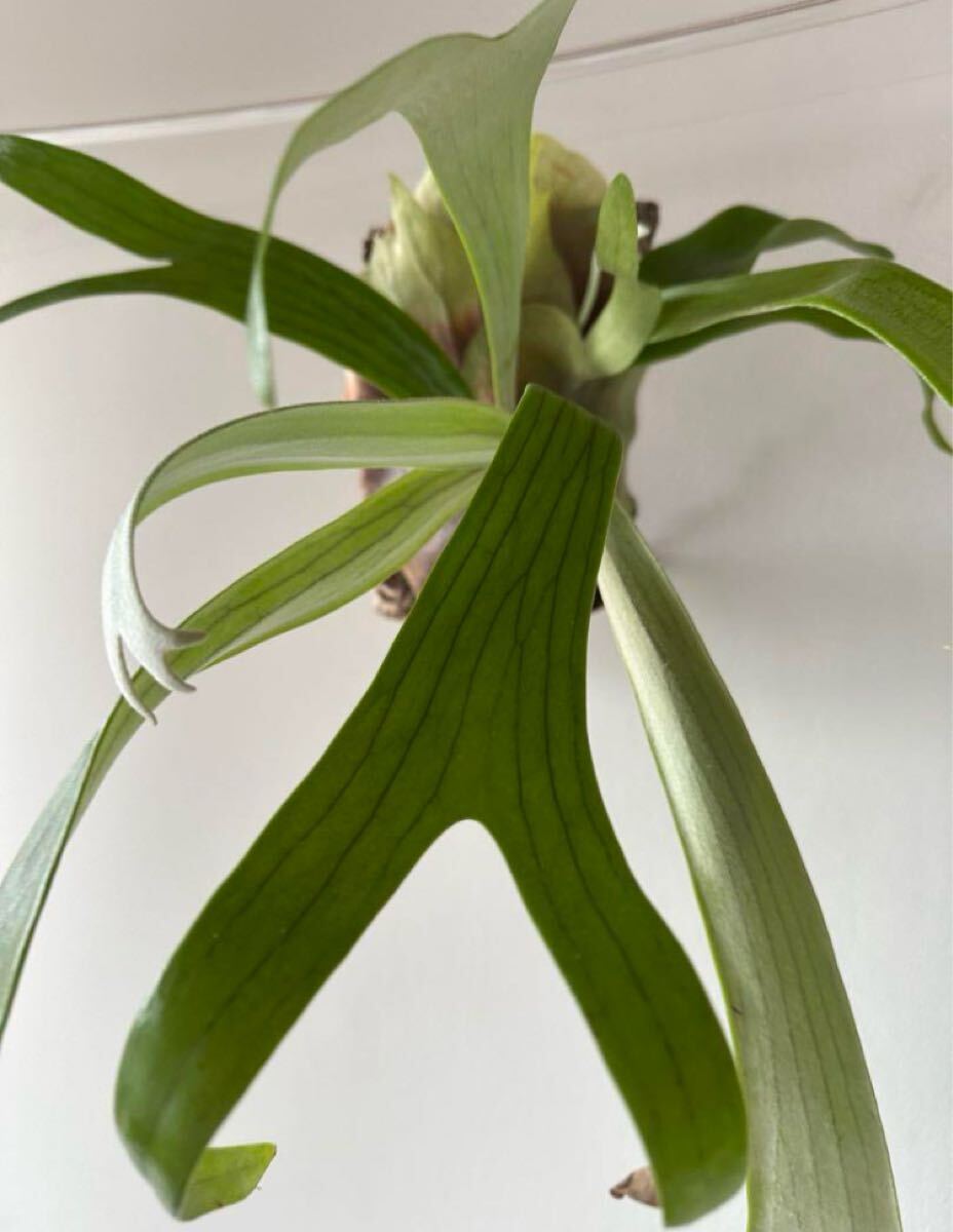 ビカクシダワルシー 2株コウモリラン 観葉植物 吊り下げコルク ビカクシダワルシー 2株コウモリラン 観葉植物 吊り下げコルク