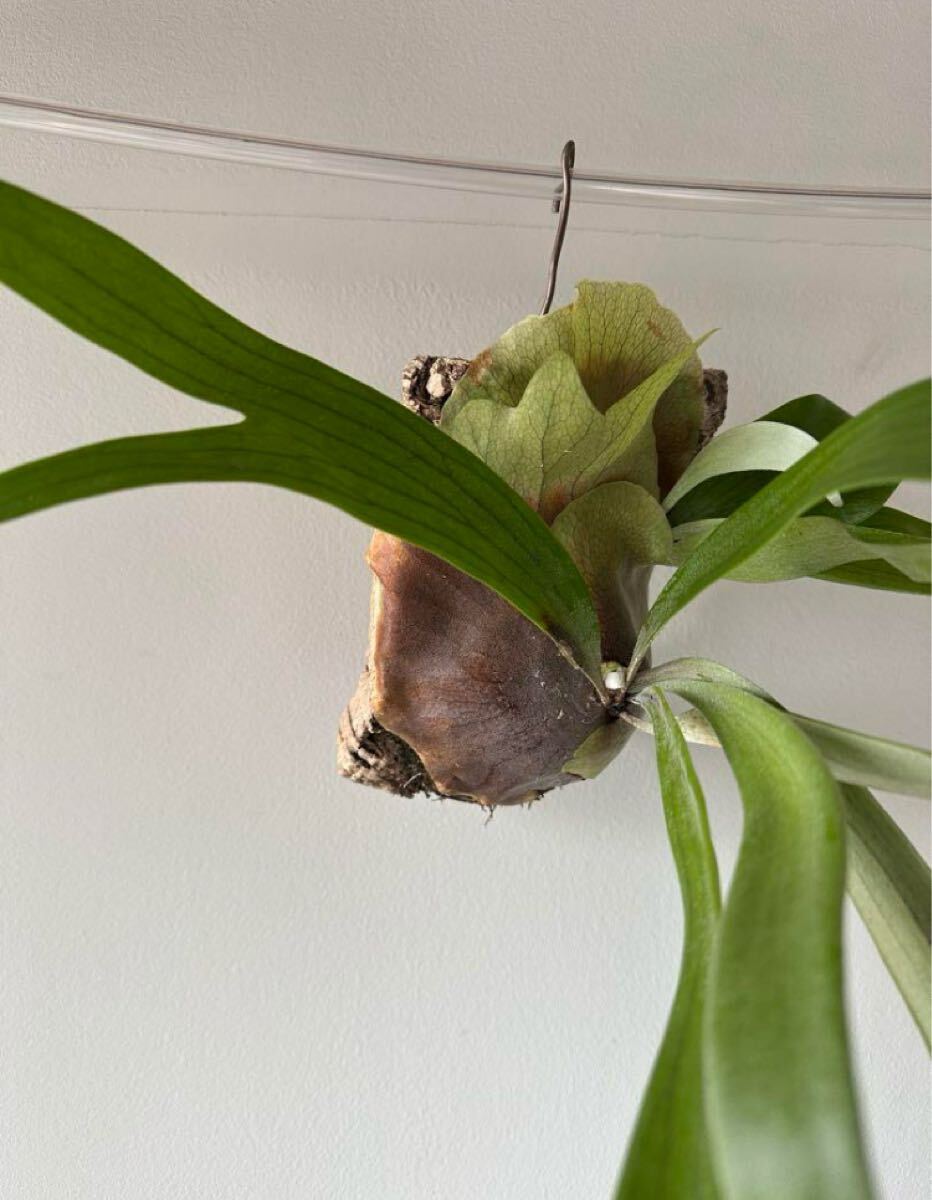 ビカクシダワルシー 2株コウモリラン 観葉植物 吊り下げコルク ビカクシダワルシー 2株コウモリラン 観葉植物 吊り下げコルク
