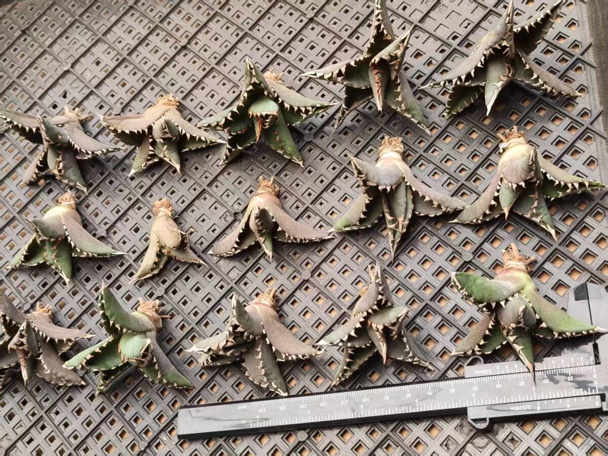 38m アガベ チタノタ 大白鯊 ホオジロザメ 優良血統 超強棘 極上 38m アガベ チタノタ 大白鯊 ホオジロザメ 優良血統 超強棘 極上